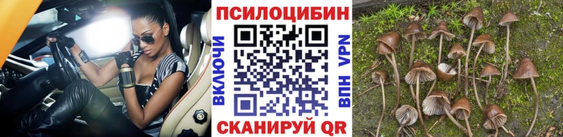 Галлюциногенные грибы Psilocybine cubensis сколько стоит дарк нет состав Жирновск кракен зеркало