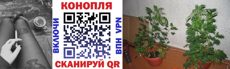 купить   Жирновск  Канабис ГИДРОПОН 